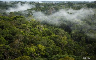 « Querida Amazonia »