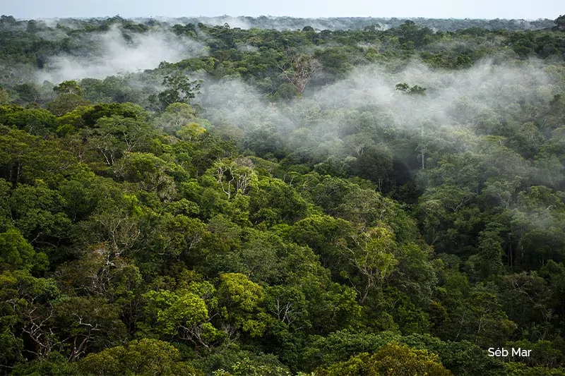 « Querida Amazonia »