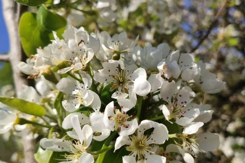 La nature célèbre la Résurrection