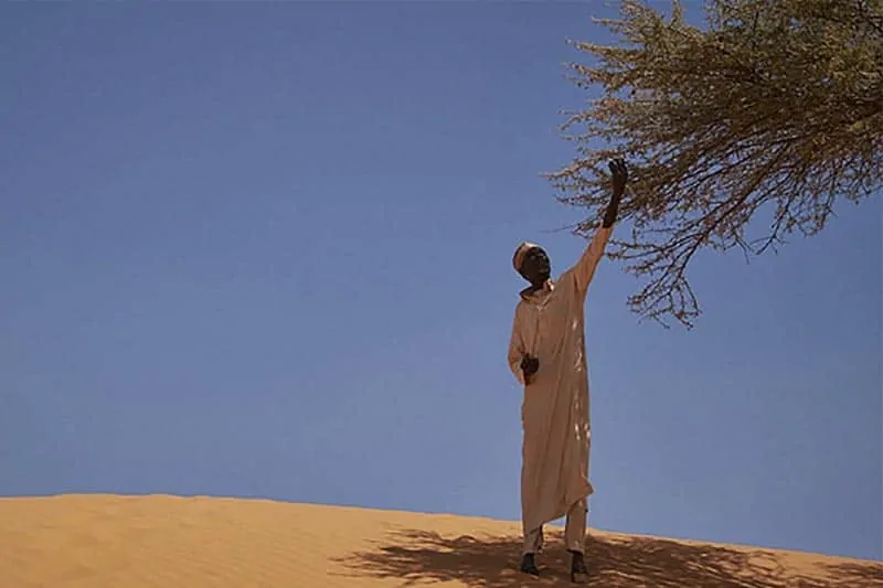 Niger, homme cueillant fruit dans un arbre