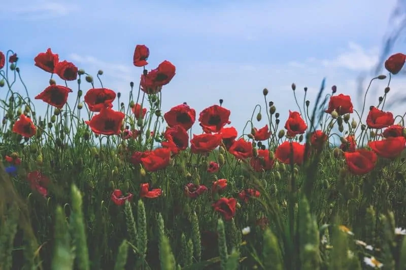 Coquelicots