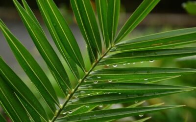 Semaine Sainte et Pâques 2026