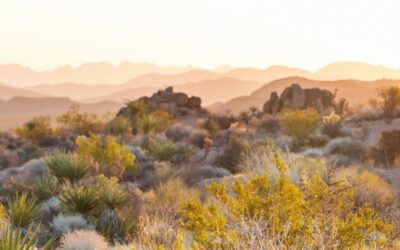 Conférences de Carême 2026
